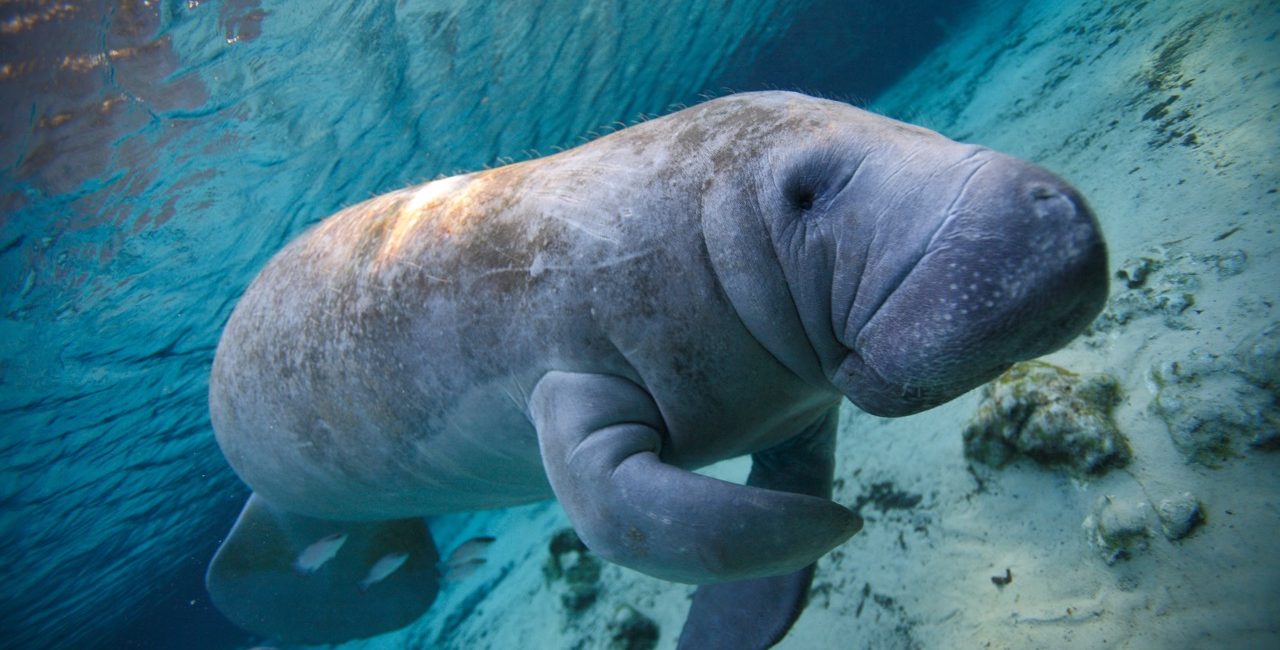 Os 14 Melhores Mergulhos na Vida Marinha ao Redor do Mundo