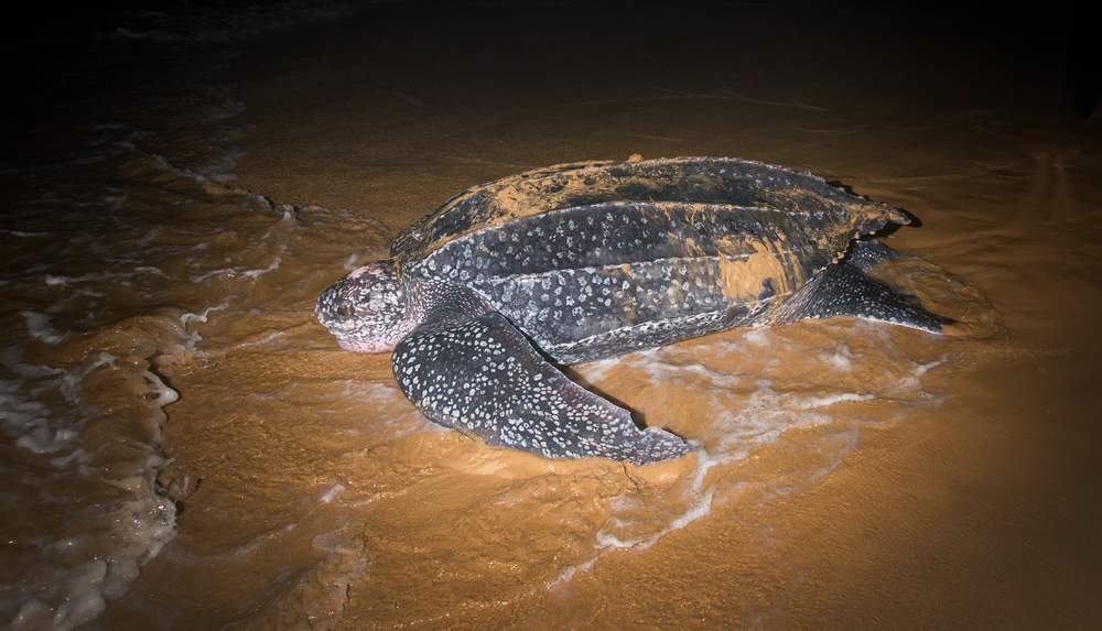 Leatherback turtle - beach 
