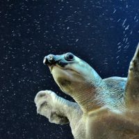 Pig Nose Turtle - Underwater