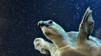 Pig Nose Turtle - Underwater