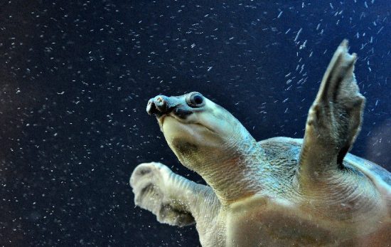Pig Nose Turtle - Underwater