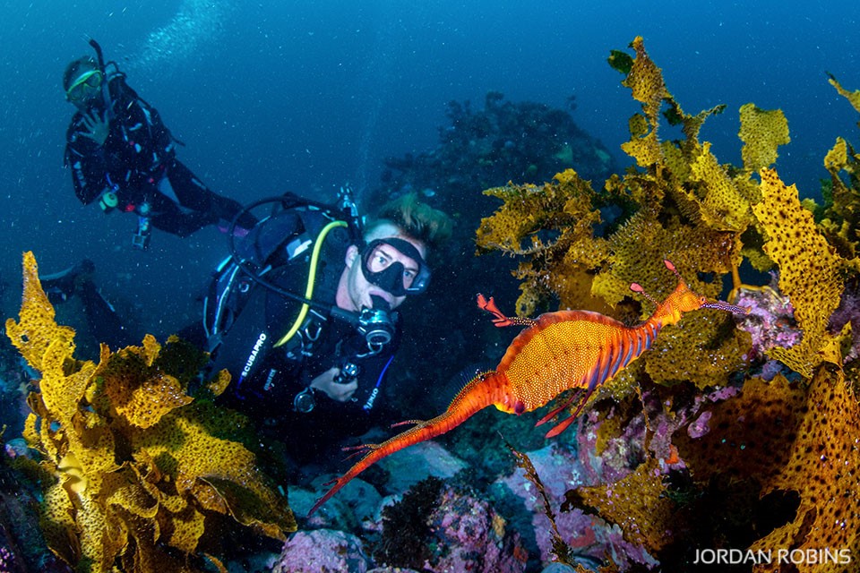 Jervis Bay - Weedy Sea Dragon - Australia - Coastline