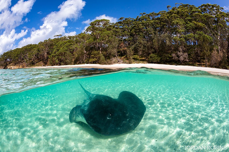 Jervis Bay - Stingray - Australia - Coastline