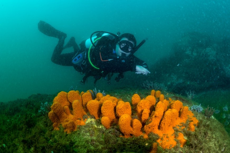 Bare Island - Sydney - Australia - Coral - Scuba Diver