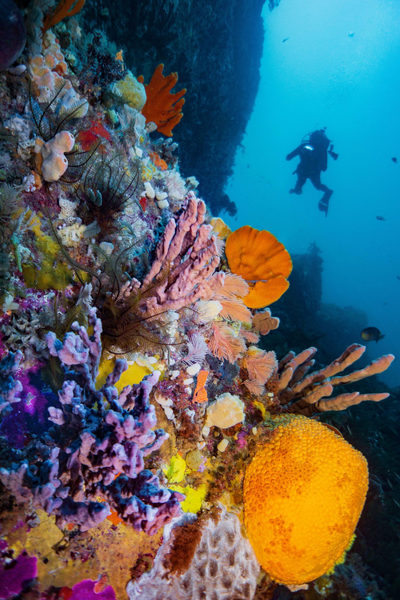 Tasmania - Underwater - Coral Reef