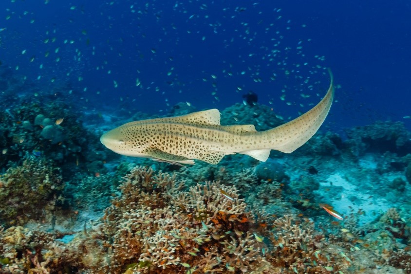 Leopard Shark - Zebra Shark - Underwater