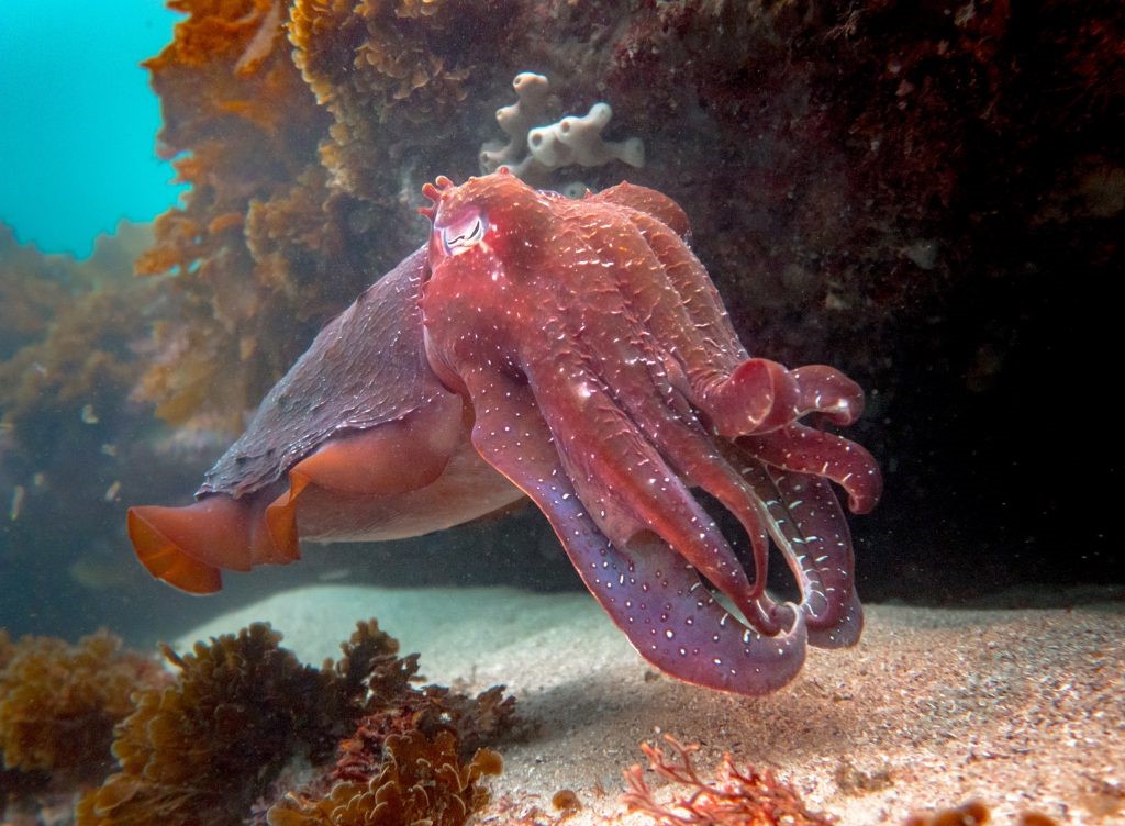 Cuttlefish - Sydney - Underwater