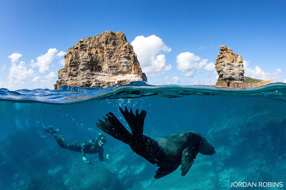 Jervis Bay - Seal- Australia - Coastline