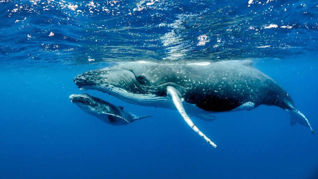 Whales - Underwater - Calf