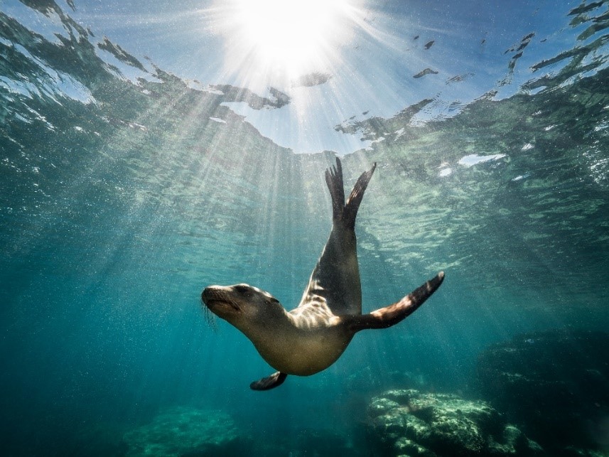 Seal - Underwater 