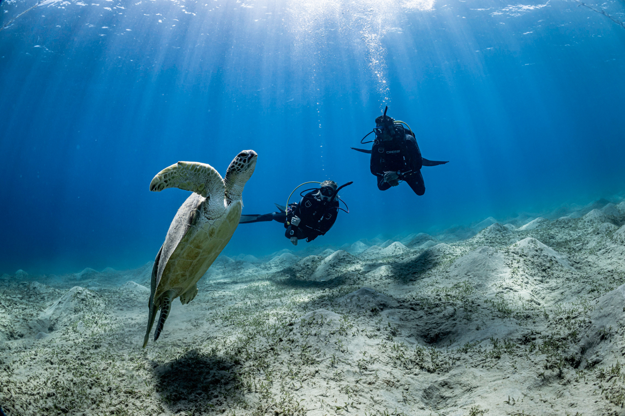 Deux plongeurs observent une tortue de mer