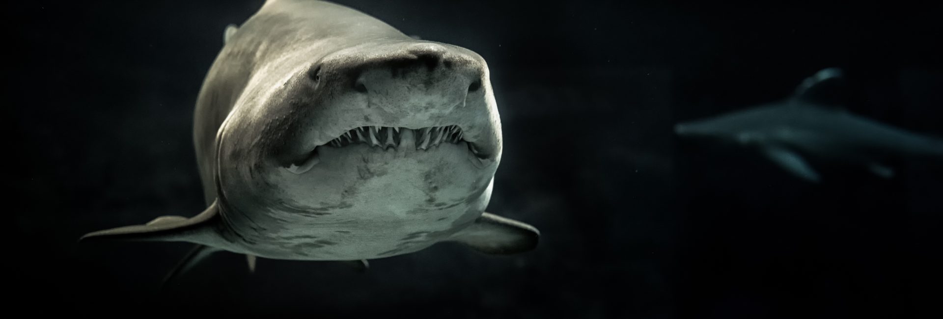 5 Sharks from the Deep