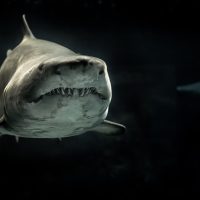 Shark Underwater