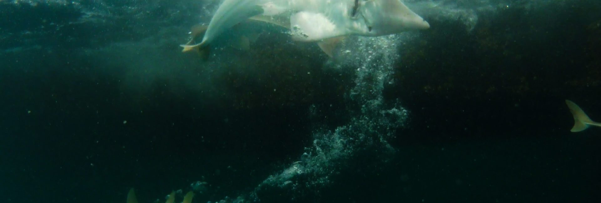 Saving Marine Species in Thailand Through Marine Rewilding
