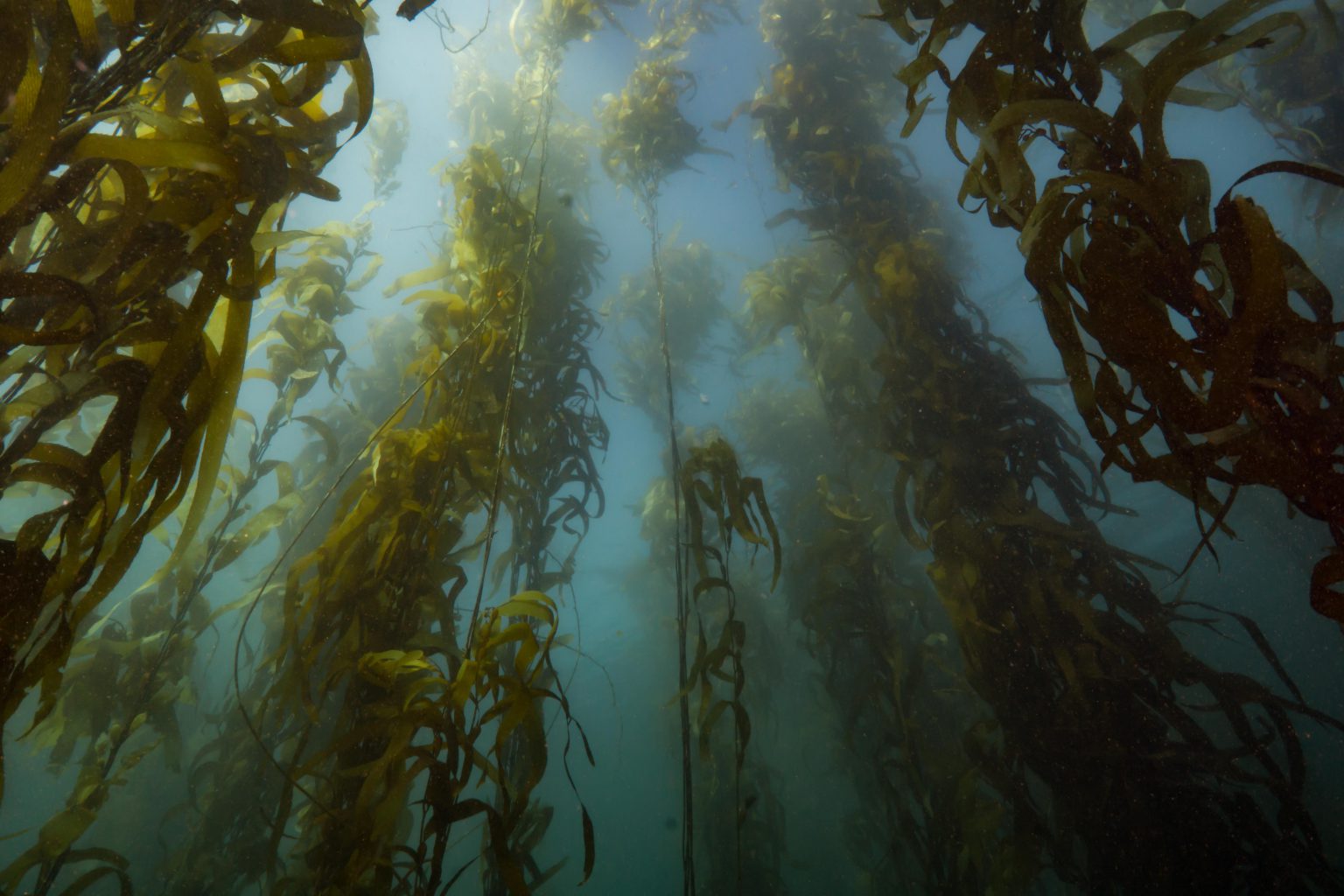 Kelp Forest Ecosystem 101