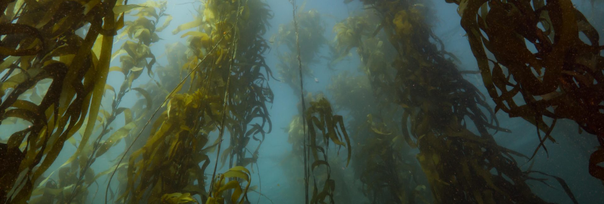 A Locals Guide to Diving the Apple Isle in Tasmania