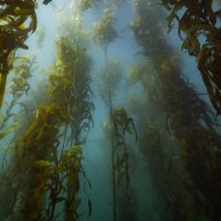 Tasmania - Underwater - Kelp Forests