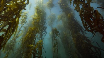 Tasmania - Underwater - Kelp Forests