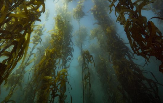 Tasmania - Underwater - Kelp Forests