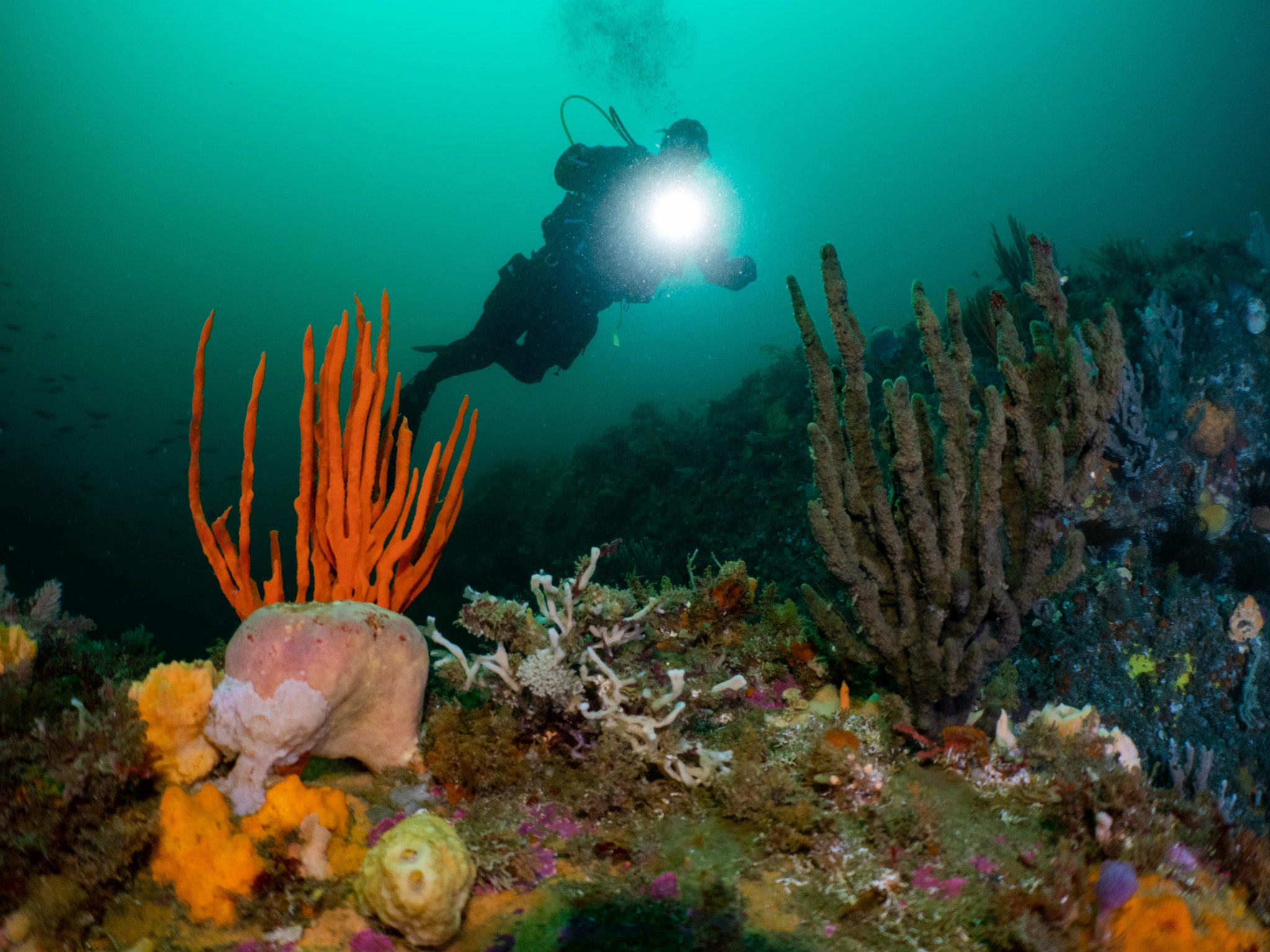 Tasmania - Underwater - Scuba Diver 
