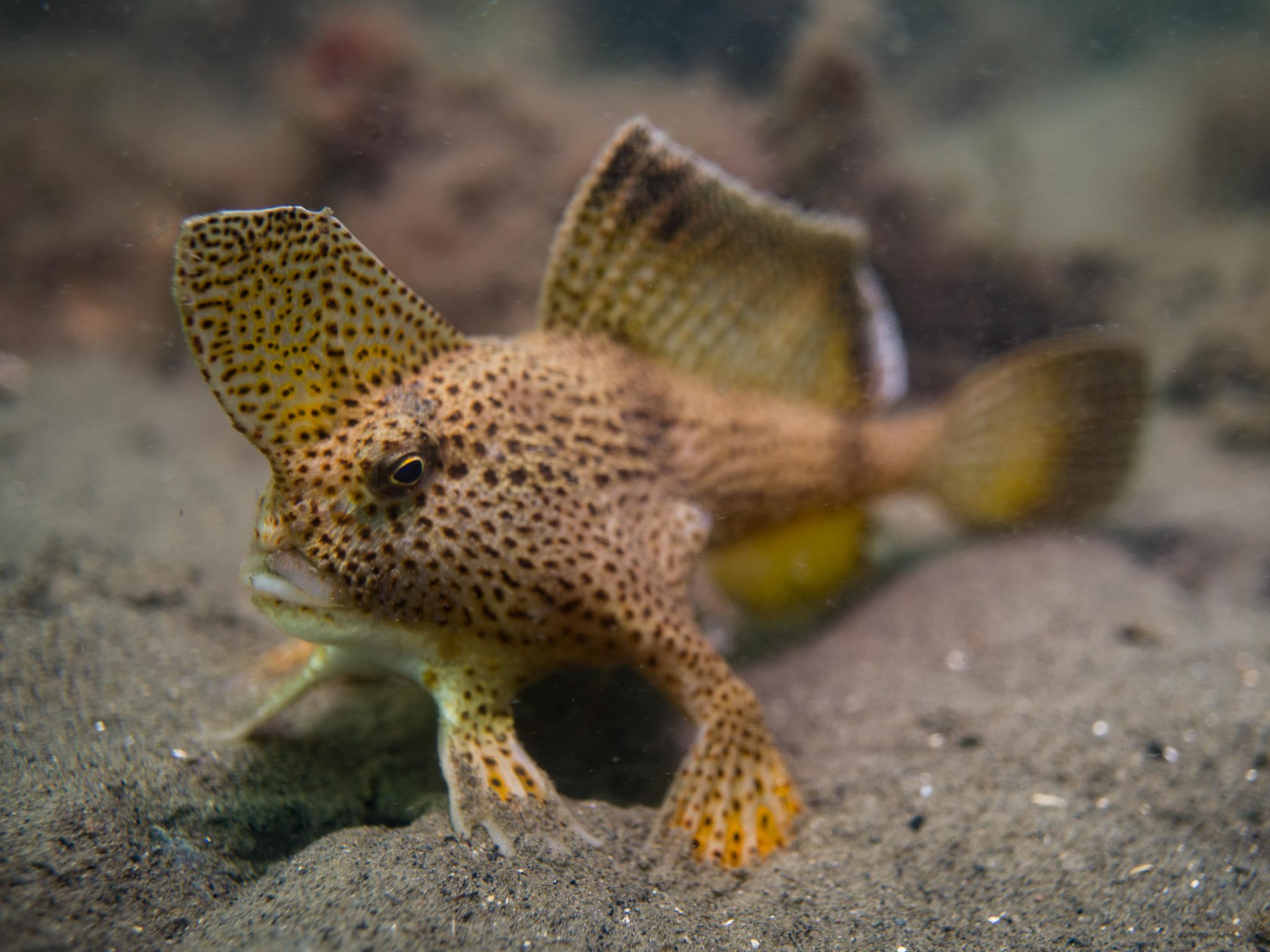 Tasmania - Underwater - Fish