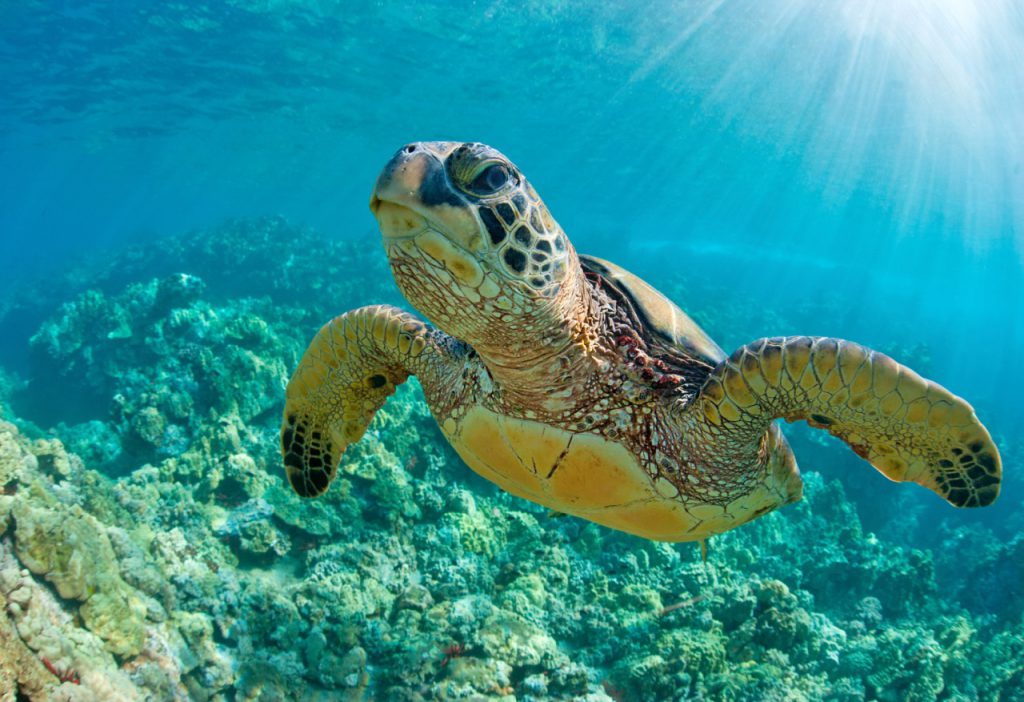 scuba diving calendar may sea turtle