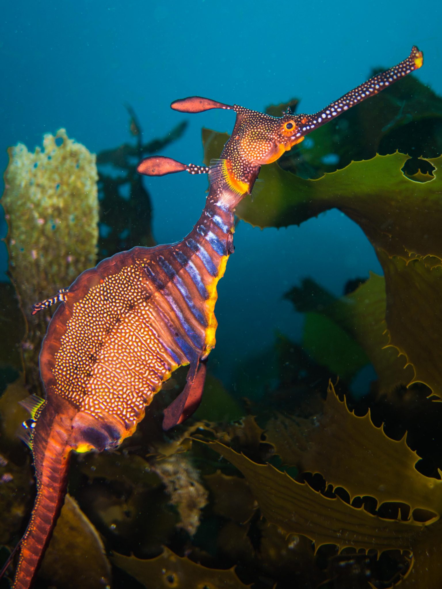 Tasmania - Underwater - Sea Dragon