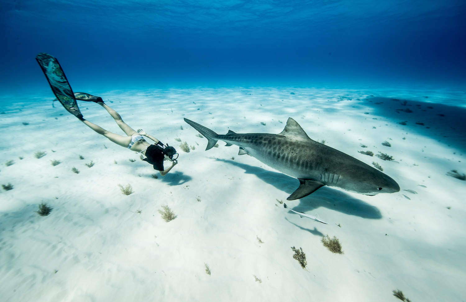 shark and freediver