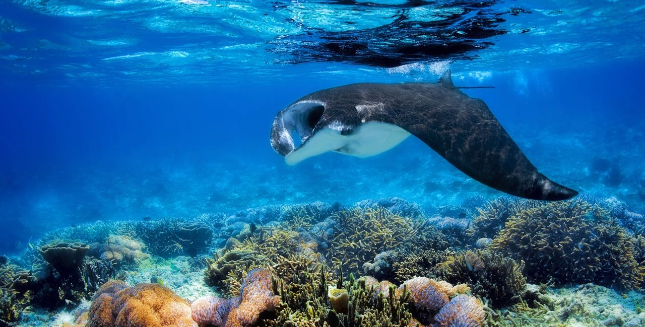 May Calendar for Staying Engaged with the Underwater World