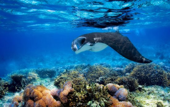 scuba diving calendar may manta ray