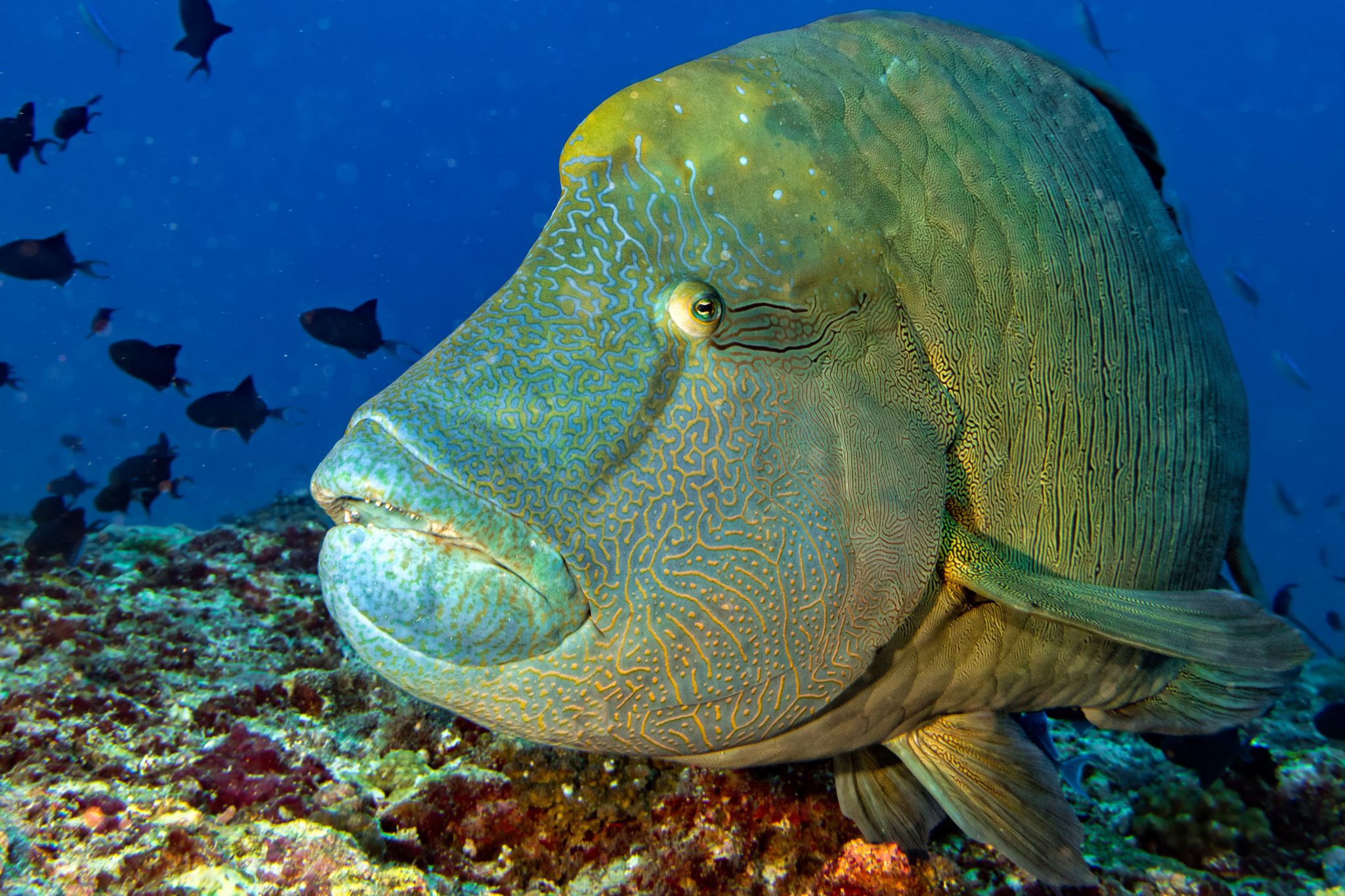 A close-up encounter with a Napoleon wrasse, one of many creatures to see while scuba diving from liveaboard boats in Palau