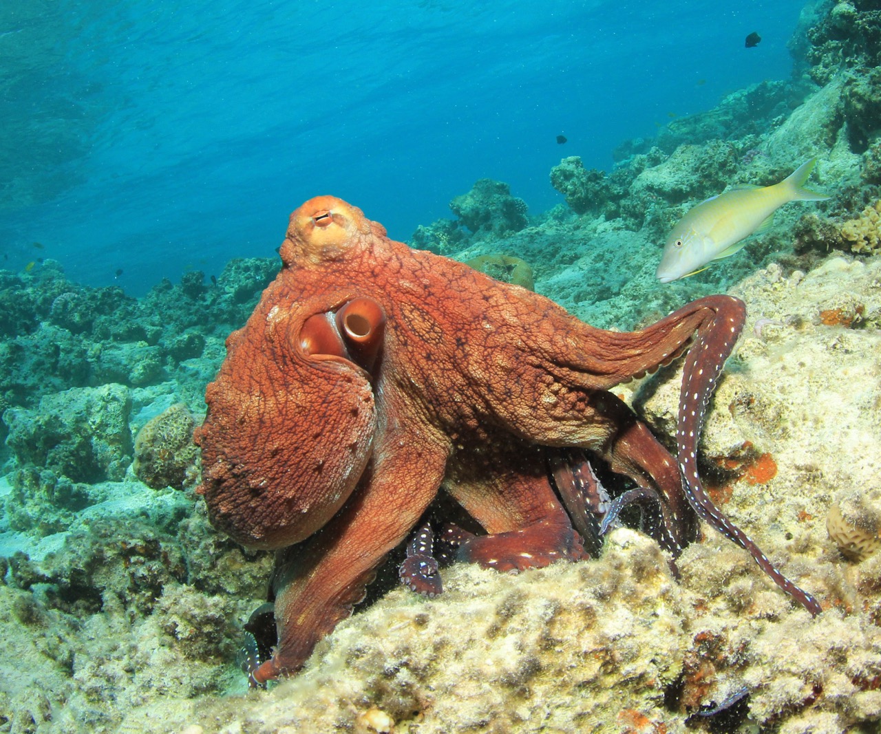 An octopus on a reef, and the subject of debate about whether octopuses, octopi or octopodes is the correct pluralisation