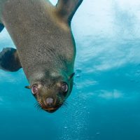 seal - underwater - sea lion