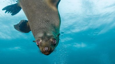 seal - underwater - sea lion