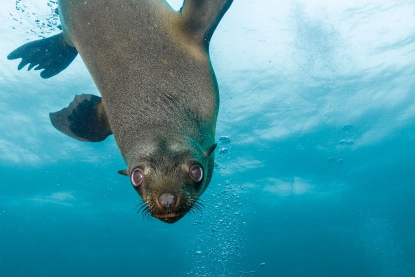A sea lion diving down beneath the surface; they are excellent freedivers and can hold their breath for up to 20 minutes