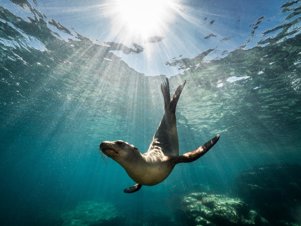seal - underwater - sea lion
