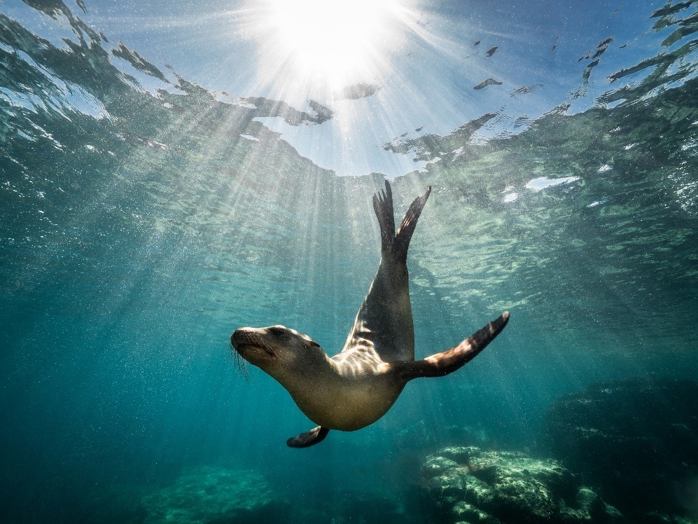 6 Unique Marine Animals Found on Australia’s East Coast