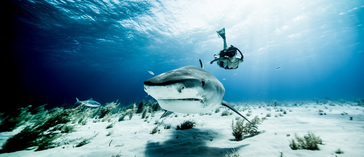 10 Incredible Sharks Every Diver Should See