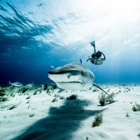 shark girl and menstruating