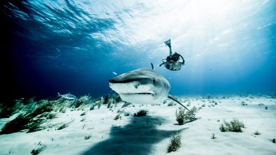 shark girl and menstruating