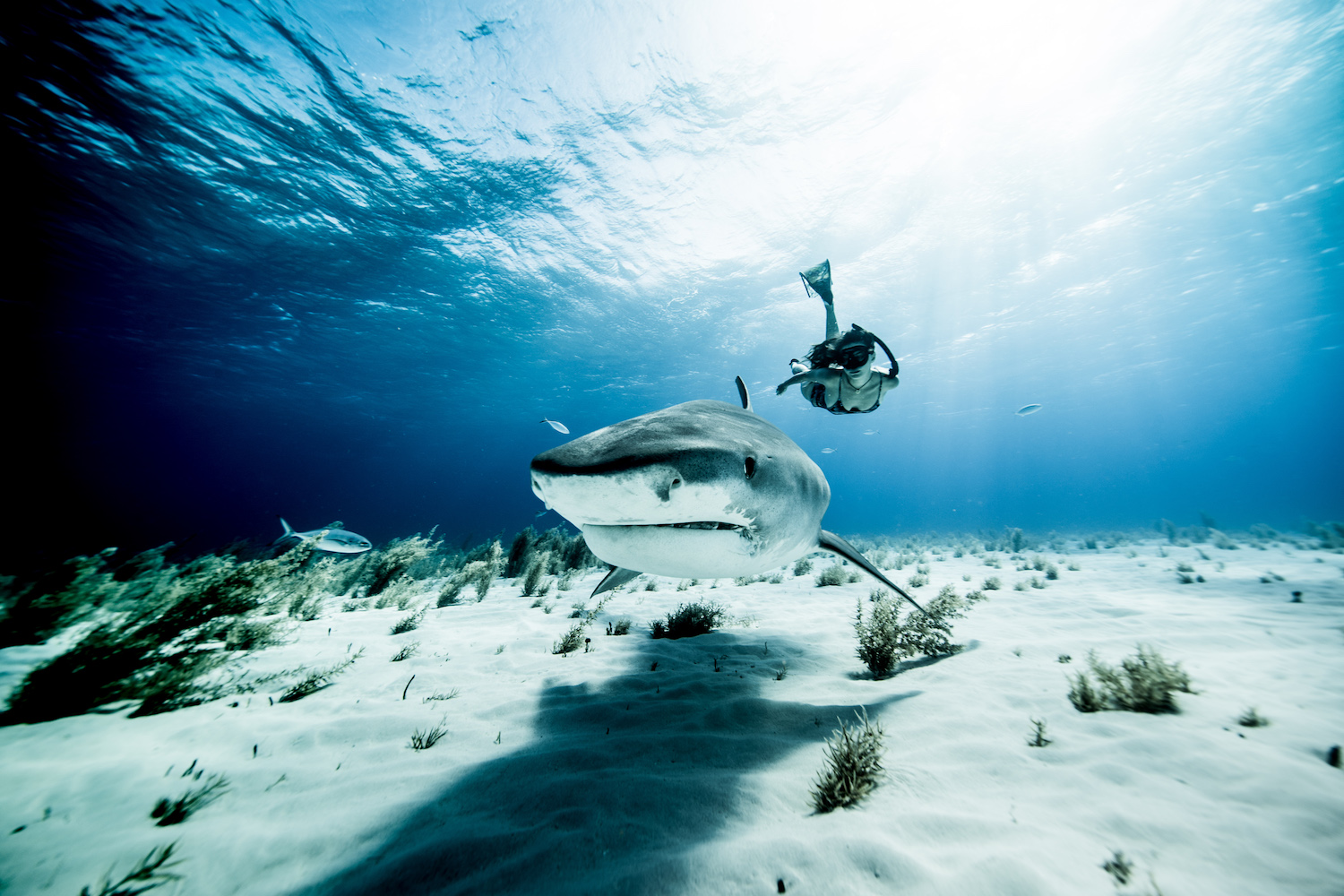 Diving with Tiger Sharks, Lemon Sharks, Caribbean Reef Sharks, Nurse Sharks  and Great Hammerheads at Tiger Beach, Bahamas.