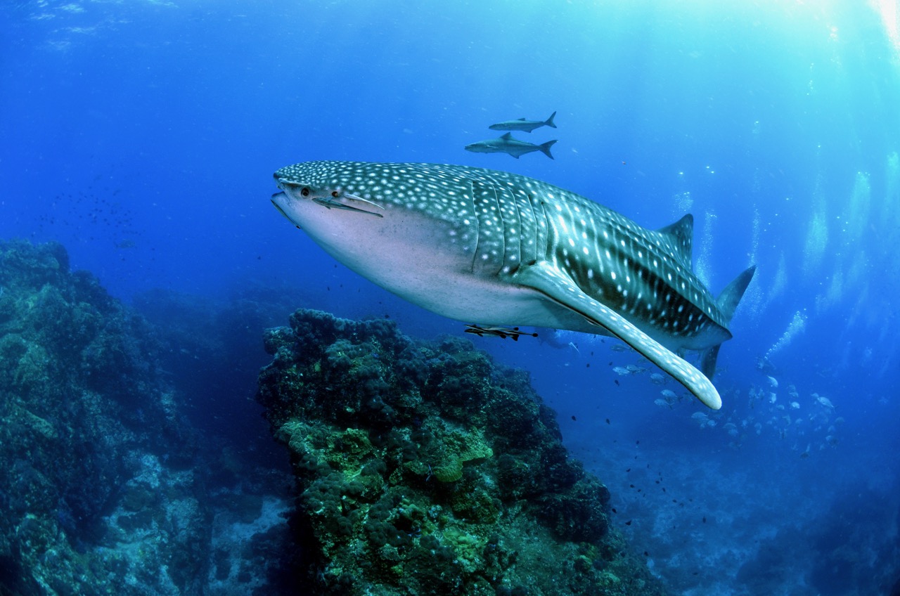 A whale shark swimming along a reef, and one of the favorite shark sightings for divers visiting Mafia Island, Tanzania