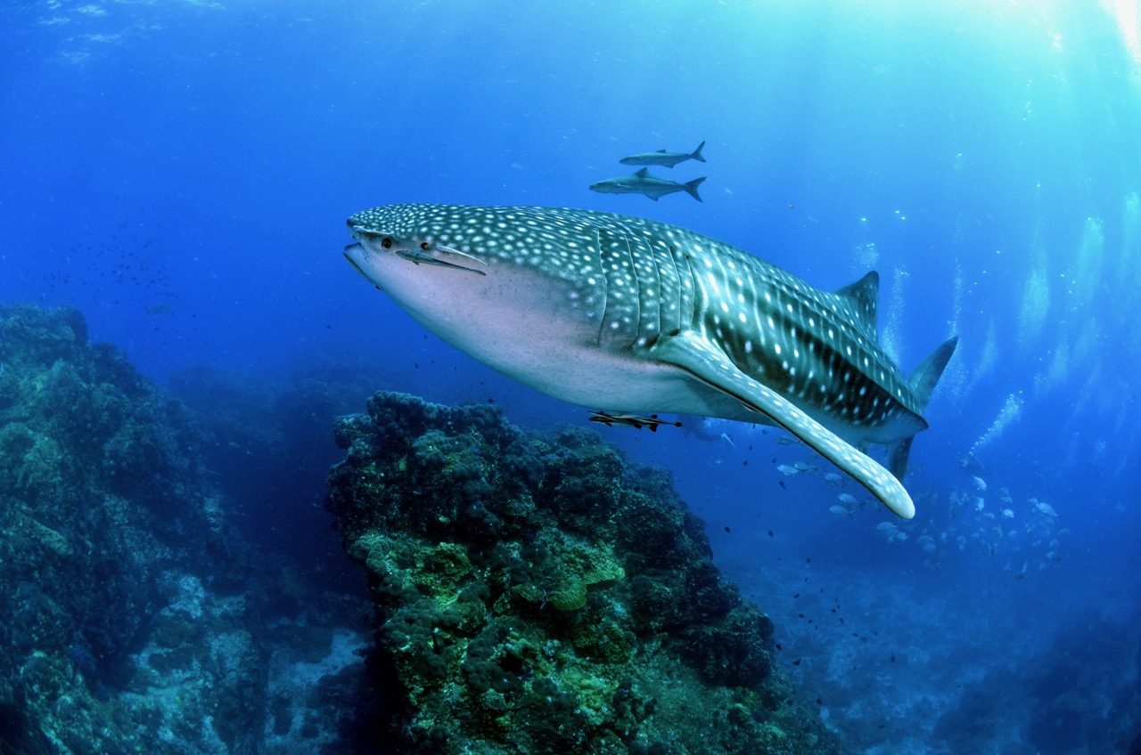 Whale shark about to eat diver, or so it appears - Men's Journal