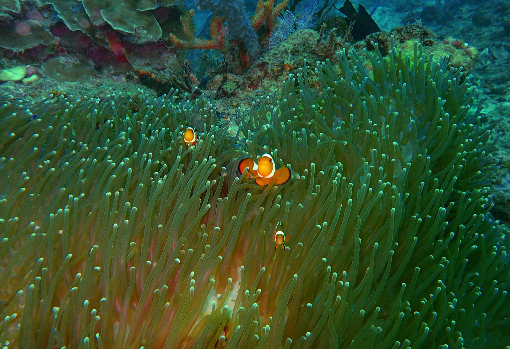 Malaysia - Fish - Underwater - Clownfish