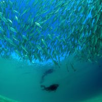 Malaysia - Fish - Underwater - Scuba Diving
