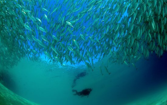 Malaysia - Fish - Underwater - Scuba Diving