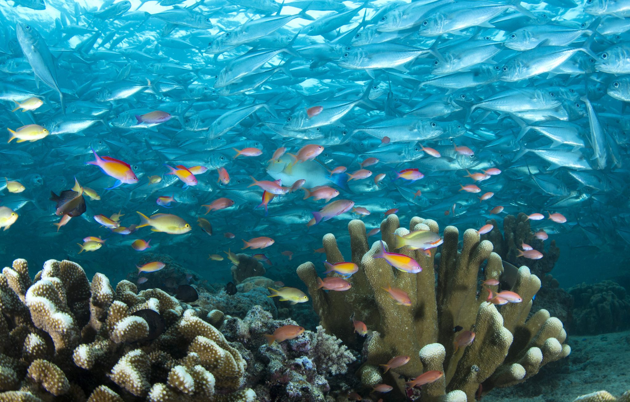 Malaysia - Fish - Underwater