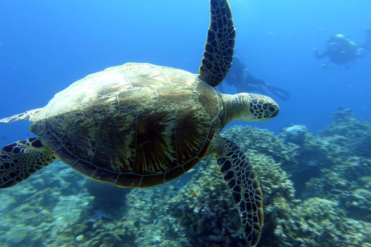 Isolation in Paradise - Philippines - underwater - turtle