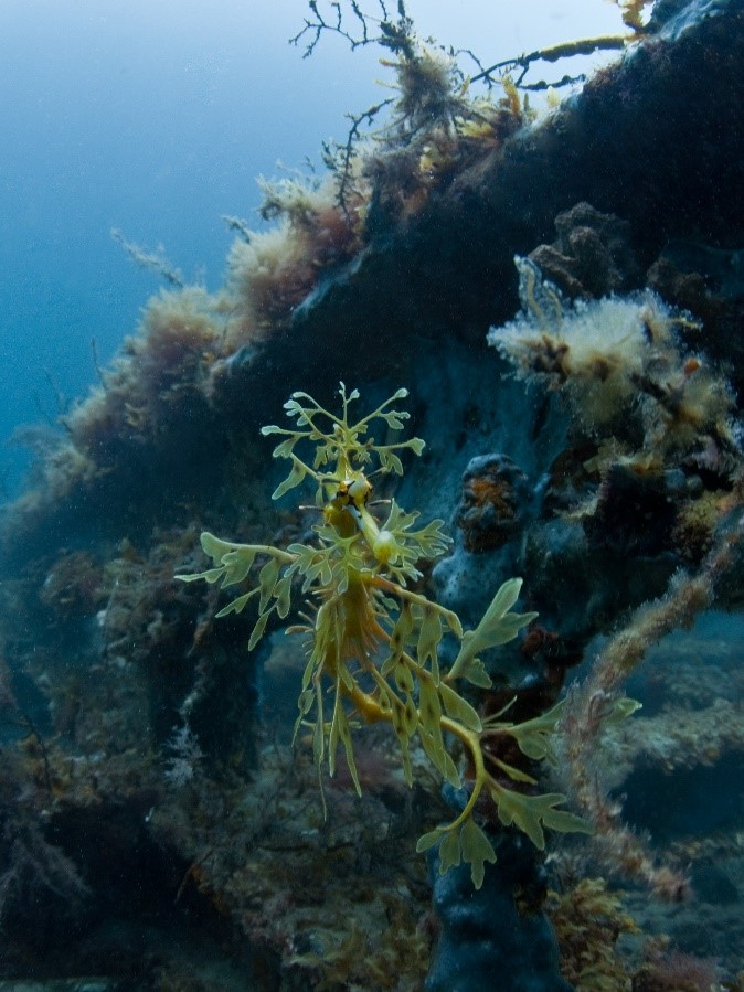 South Australia - Diving - Underwater - leafy sea dragon