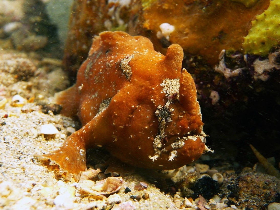 South Australia - Diving - Underwater - frogfish